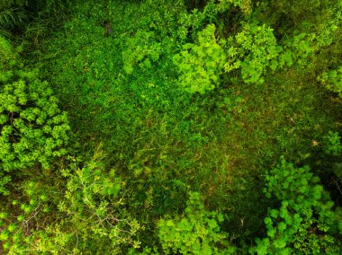 Hava manzaralı Tropikal Yağmur Ormanları Dağları