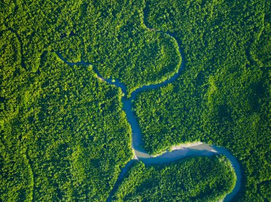 İnanılmaz bol mangrov ormanı, orman ağaçlarının havadan görünüşü yağmur ormanları ekosistemi ve sağlıklı çevre arka planı, tepeden tırnağa yeşil ağaçların yapısı, yüksek açı manzarası.