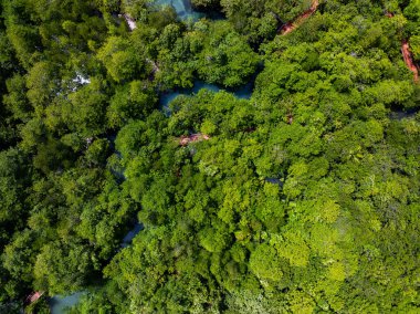 İnanılmaz bol mangrov ormanı, orman ağaçlarının havadan görünüşü yağmur ormanları ekosistemi ve sağlıklı çevre arka planı, tepeden tırnağa yeşil ağaçların yapısı, yüksek açı manzarası.