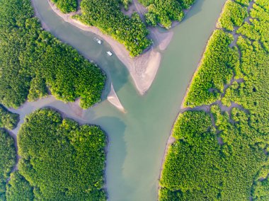 İnanılmaz bol mangrov ormanı, orman ağaçlarının havadan görünüşü yağmur ormanları ekosistemi ve sağlıklı çevre arka planı, tepeden tırnağa yeşil ağaçların yapısı, yüksek açı manzarası.