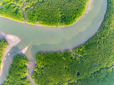 İnanılmaz bol mangrov ormanı, orman ağaçlarının havadan görünüşü yağmur ormanları ekosistemi ve sağlıklı çevre arka planı, tepeden tırnağa yeşil ağaçların yapısı, yüksek açı manzarası.