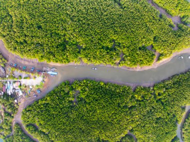İnanılmaz bol mangrov ormanı, orman ağaçlarının havadan görünüşü yağmur ormanları ekosistemi ve sağlıklı çevre arka planı, tepeden tırnağa yeşil ağaçların yapısı, yüksek açı manzarası.