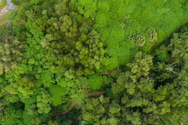 Hava manzaralı Tropikal yağmur ormanları dağları, tepedeki yeşil orman arka planı