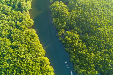 Hava manzaralı Tropikal yağmur ormanları dağları, tepedeki yeşil orman arka planı