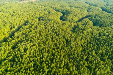 Hava manzaralı Tropikal yağmur ormanları dağları, tepedeki yeşil orman arka planı