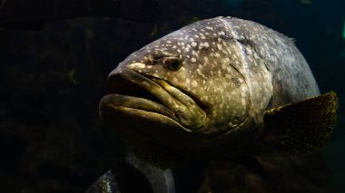 Andaman Denizi dev orfoz balığı
