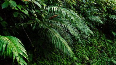 Taze yeşil yaprakları doku doğa arka plan ve tasarım, yeşillik doğa arka plan için