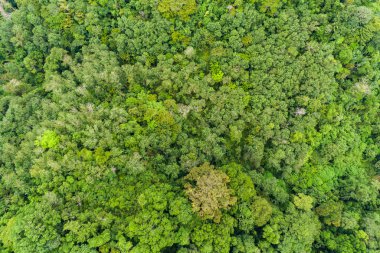 Hava manzaralı Tropikal yağmur ormanları dağları, tepedeki yeşil orman arka planı