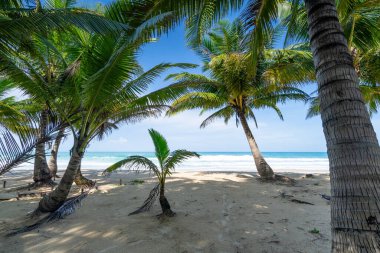 Hindistan cevizi palmiyelerinin yaz arkaplanı kumlu sahilde manzara manzarası okyanus körfezi mavi gökyüzü beyaz bulutları Phuket adası Tayland 'da