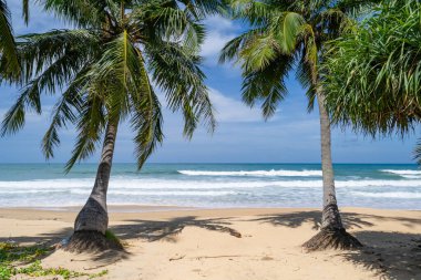 Hindistan cevizi palmiyelerinin yaz arkaplanı kumlu sahilde manzara manzarası okyanus körfezi mavi gökyüzü beyaz bulutları Phuket adası Tayland 'da