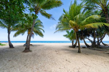 Hindistan cevizi palmiyelerinin yaz arkaplanı kumlu sahilde manzara manzarası okyanus körfezi mavi gökyüzü beyaz bulutları Phuket adası Tayland 'da