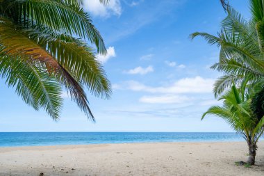 Hindistan cevizi palmiyelerinin yaz arkaplanı kumlu sahilde manzara manzarası okyanus körfezi mavi gökyüzü beyaz bulutları Phuket adası Tayland 'da