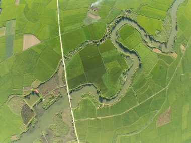 Hasat mevsiminde pirinç tarlaları, Kuzey Vietnam kırsalında yüksek açılı manzaralar.