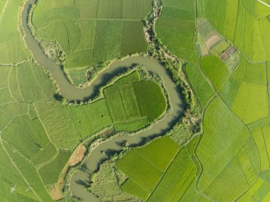 Top view Rice fields in harvest season,High angle view over countryside at northern Vietnam