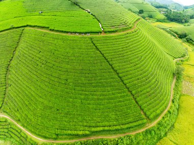 High angle view Rows of growing tea plantation at Long Coc mountains, Phu Tho province,Texture of Green tea leaf in northern Vietnam clipart