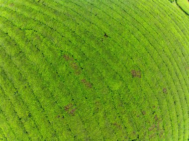 Long Coc dağları, Phu Tho vilayeti, Kuzey Vietnam 'da yeşil çay yaprağı dokusu yüksek açılı çay tarlaları