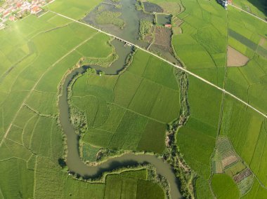 Hasat mevsiminde pirinç tarlaları, Kuzey Vietnam kırsalında yüksek açılı manzaralar.