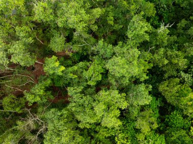 Hava manzaralı Tropikal yağmur ormanları dağları, tepedeki yeşil orman arka planı