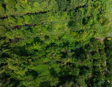 Hava manzaralı Tropikal yağmur ormanları dağları, tepedeki yeşil orman arka planı