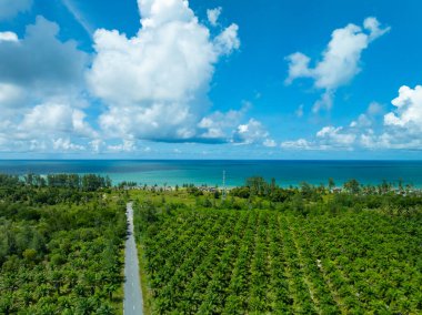 Tayland 'da deniz kıyısı yakınında palmiye ağaçları olan yol manzarası.