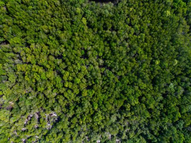 İnanılmaz bol mangrov ormanı, orman ağaçlarının havadan görünüşü yağmur ormanları ekosistemi ve sağlıklı çevre arka planı, tepeden tırnağa yeşil ağaçların yapısı, yüksek açı manzarası.