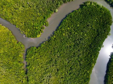 İnanılmaz bol mangrov ormanı, orman ağaçlarının havadan görünüşü yağmur ormanları ekosistemi ve sağlıklı çevre arka planı, tepeden tırnağa yeşil ağaçların yapısı, yüksek açı manzarası.