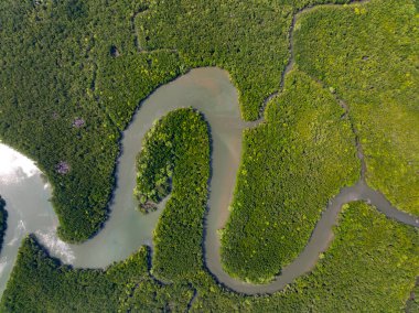 İnanılmaz bol mangrov ormanı, orman ağaçlarının havadan görünüşü yağmur ormanları ekosistemi ve sağlıklı çevre arka planı, tepeden tırnağa yeşil ağaçların yapısı, yüksek açı manzarası.