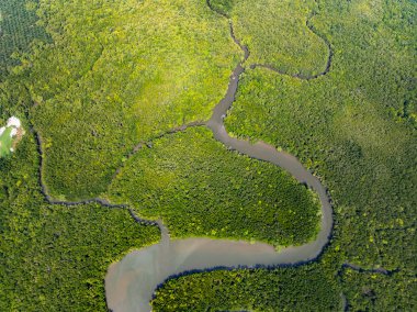 İnanılmaz bol mangrov ormanı, orman ağaçlarının havadan görünüşü yağmur ormanları ekosistemi ve sağlıklı çevre arka planı, tepeden tırnağa yeşil ağaçların yapısı, yüksek açı manzarası.