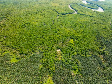 İnanılmaz bol mangrov ormanı, orman ağaçlarının havadan görünüşü yağmur ormanları ekosistemi ve sağlıklı çevre arka planı, tepeden tırnağa yeşil ağaçların yapısı, yüksek açı manzarası.