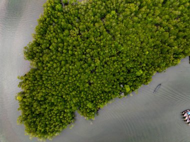 İnanılmaz bol mangrov ormanı, orman ağaçlarının havadan görünüşü yağmur ormanları ekosistemi ve sağlıklı çevre arka planı, tepeden tırnağa yeşil ağaçların yapısı, yüksek açı manzarası.