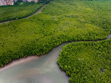 İnanılmaz bol mangrov ormanı, orman ağaçlarının havadan görünüşü yağmur ormanları ekosistemi ve sağlıklı çevre arka planı, tepeden tırnağa yeşil ağaçların yapısı, yüksek açı manzarası.
