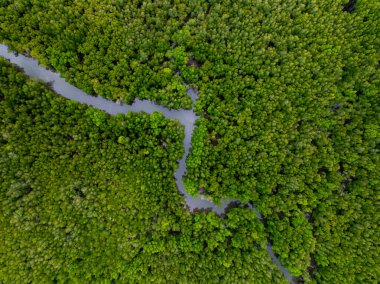 İnanılmaz bol mangrov ormanı, orman ağaçlarının havadan görünüşü yağmur ormanları ekosistemi ve sağlıklı çevre arka planı, tepeden tırnağa yeşil ağaçların yapısı, yüksek açı manzarası.