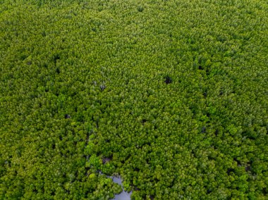 İnanılmaz bol mangrov ormanı, orman ağaçlarının havadan görünüşü yağmur ormanları ekosistemi ve sağlıklı çevre arka planı, tepeden tırnağa yeşil ağaçların yapısı, yüksek açı manzarası.