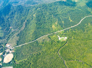İnanılmaz bol mangrov ormanı, orman ağaçlarının havadan görünüşü yağmur ormanları ekosistemi ve sağlıklı çevre arka planı, tepeden tırnağa yeşil ağaçların yapısı, yüksek açı manzarası.
