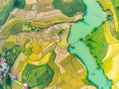 Hasat mevsiminde pirinç tarlaları, Kuzey Vietnam kırsalında yüksek açılı manzaralar.