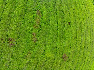 Long Coc dağları, Phu Tho vilayeti, Kuzey Vietnam 'da yeşil çay yaprağı dokusu yüksek açılı çay tarlaları