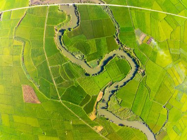 Hasat mevsiminde pirinç tarlaları, Kuzey Vietnam kırsalında yüksek açılı manzaralar.