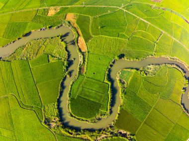 Hasat mevsiminde pirinç tarlaları, Kuzey Vietnam kırsalında yüksek açılı manzaralar.