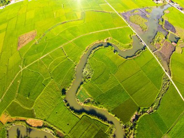 Hasat mevsiminde pirinç tarlaları, Kuzey Vietnam kırsalında yüksek açılı manzaralar.