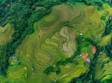 Pirinç tarlalarının hasat mevsiminde insansız hava görüntüsü, Kuzey Vietnam 'da kırsal alanlarda yeşil tarlalar.