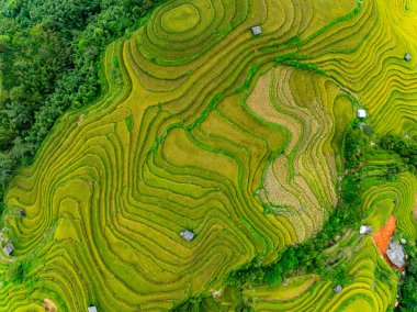 Pirinç tarlalarının hasat mevsiminde insansız hava görüntüsü, Kuzey Vietnam 'da kırsal alanlarda yeşil tarlalar.