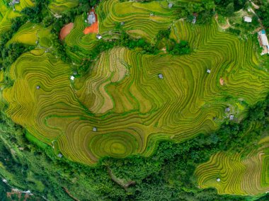 Pirinç tarlalarının hasat mevsiminde insansız hava görüntüsü, Kuzey Vietnam 'da kırsal alanlarda yeşil tarlalar.
