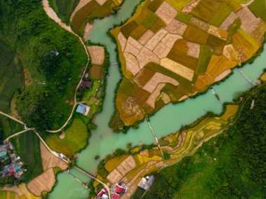 Hasat mevsiminde pirinç tarlaları, Kuzey Vietnam kırsalında yüksek açılı manzaralar.