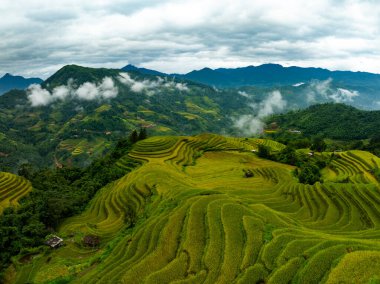 Pirinç tarlalarının hasat mevsiminde insansız hava görüntüsü, Kuzey Vietnam 'da kırsal alanlarda yeşil tarlalar.