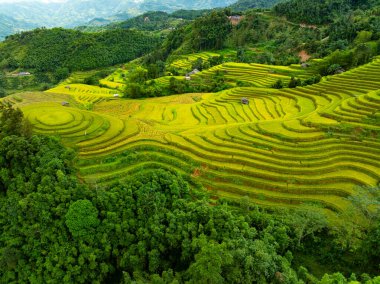 Pirinç tarlalarının hasat mevsiminde insansız hava görüntüsü, Kuzey Vietnam 'da kırsal alanlarda yeşil tarlalar.