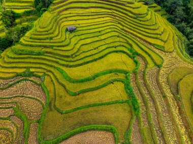 Pirinç tarlalarının hasat mevsiminde insansız hava görüntüsü, Kuzey Vietnam 'da kırsal alanlarda yeşil tarlalar.