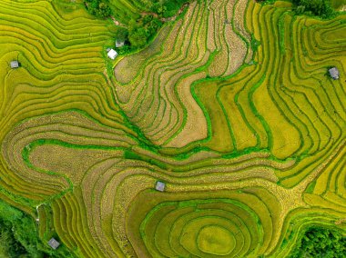 Pirinç tarlalarının hasat mevsiminde insansız hava görüntüsü, Kuzey Vietnam 'da kırsal alanlarda yeşil tarlalar.