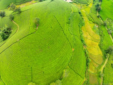 Long Coc dağları, Phu Tho vilayeti, Kuzey Vietnam 'da yeşil çay yaprağı dokusu yüksek açılı çay tarlaları