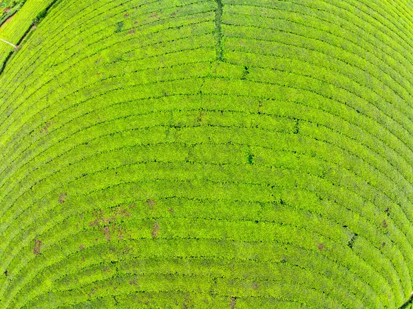 Long Coc dağları, Phu Tho vilayeti, Kuzey Vietnam 'da yeşil çay yaprağı dokusu yüksek açılı çay tarlaları