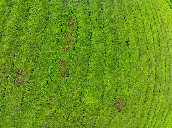 Long Coc dağları, Phu Tho vilayeti, Kuzey Vietnam 'da yeşil çay yaprağı dokusu yüksek açılı çay tarlaları